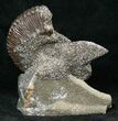 Pyritized Kosmoceras Ammonite Fossils - Artistically Mounted #16941-1